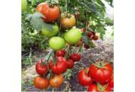 Барракуда F1 - томат індетермінантний, Lark Seeds (Ларк Сідс) США фото, цiна